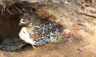 野鸡母鸡怎么叫